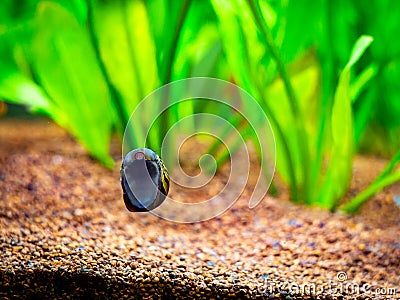 Spotted nerite snail Neritina natalensis eating algae from the fish tank glass Stock Photo