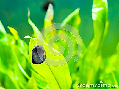 Spotted nerite snail Neritina natalensis eating algae from the fish tank glass Stock Photo