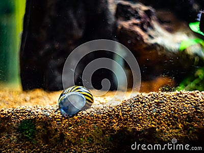 Spotted nerite snail Neritina natalensis eating algae from the fish tank glass Stock Photo