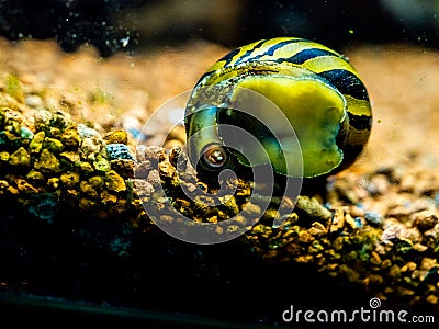 Spotted nerite snail Neritina natalensis eating algae from the fish tank glass Stock Photo