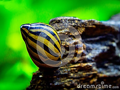 Spotted nerite snail Neritina natalensis eating on a rock in a fish tank Stock Photo