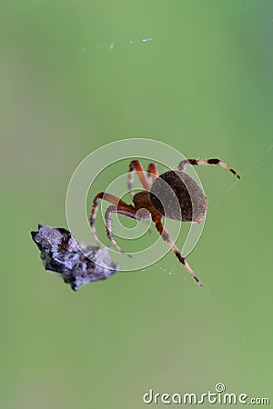 Brown Spotted Orb Weaver Spider approaching Spotted Lantern Fly Trapped in its web Stock Photo