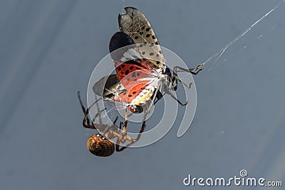 Spotted Orb Weaver Spider with Spotted Lantern Fly Trapped in its Web Stock Photo