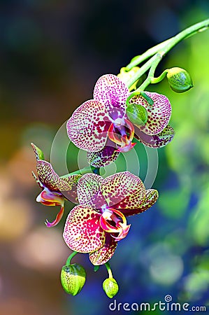 Spotted orchids and buds Stock Photo