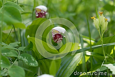 Spotted orchids Lady slipper Cypripedium guttatum in a forest clearing Stock Photo