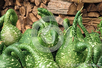 Spotted ornamental green pumpkins Stock Photo