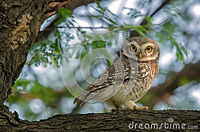 Spotted Owl Stock Photo