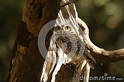 Spotted owlet or Athene brama observed in Sasan Gir in Gujarat, India Stock Photo
