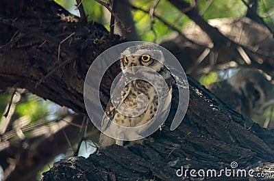 Spotted owlet or Athene brama observed in Sasan Gir in Gujarat, India Stock Photo