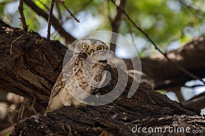 Spotted owlet or Athene brama observed in Sasan Gir in Gujarat, India Stock Photo