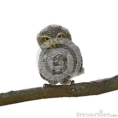 Spotted owlet Stock Photo