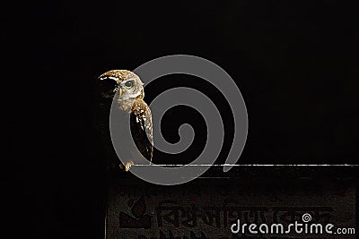 Spotted owlet at night sitting wating for pray Stock Photo