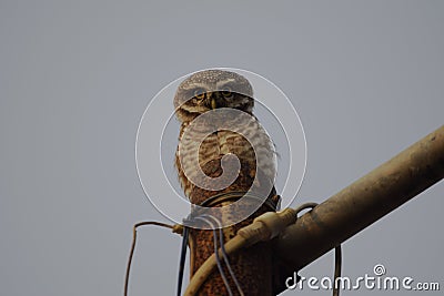 spotted owlet sitting on a pole Stock Photo