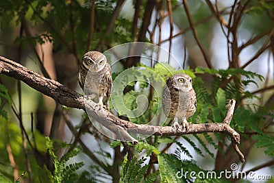 Spotted owlet is a small owl which breeds in tropical Asia. Stock Photo