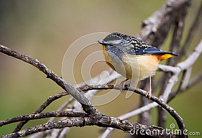 Spotted Pardalote Stock Photo