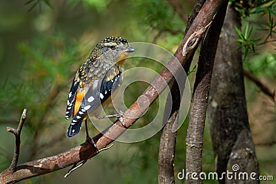 Spotted Pardalote - Pardalotus punctatus small australian bird, beautiful colors, in the forest in Australia, Tasmania Stock Photo