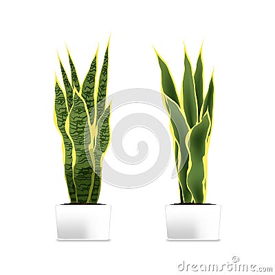 Spotted plant sansevieria in a white pot. Element of home decor. The symbol of growth and ecology. Vector Illustration