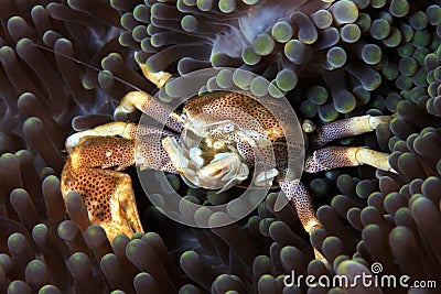 Spotted Porcelain Crab Stock Photo