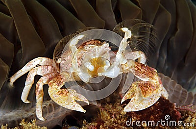 Spotted Porcelain Crab Stock Photo