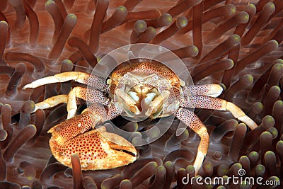 Spotted Porcelain Crab Stock Photo