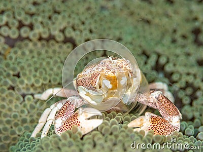 Spotted porcelain crab, Neopetrolisthes maculatus. Pulisan, North Sulawesi Stock Photo