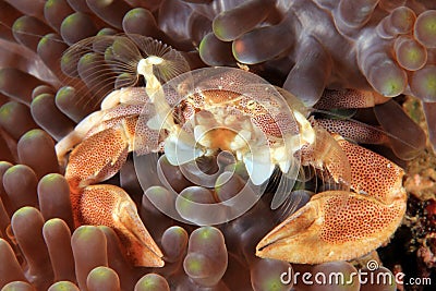 Spotted Porcelain Crab Stock Photo