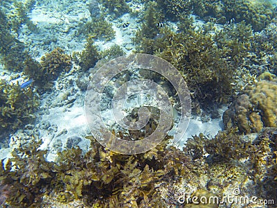 Spotted puffer fish closeup. Coral reef underwater photo. Tropical seashore diving. Undersea wildlife of coral reef Stock Photo