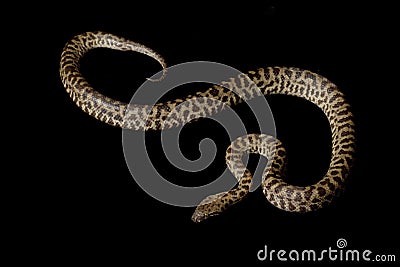 Spotted python Stock Photo