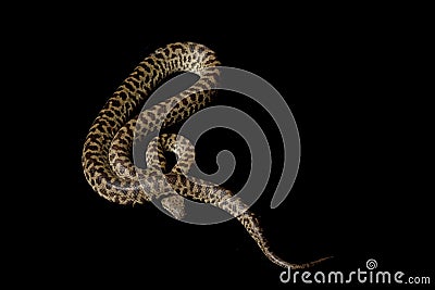 Spotted python Stock Photo