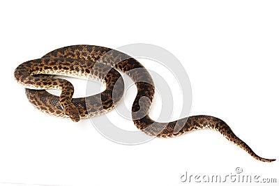 Spotted Python Stock Photo