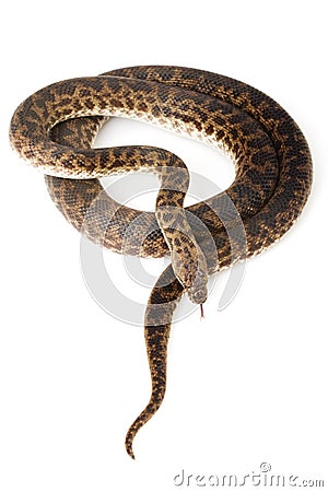 Spotted Python Stock Photo