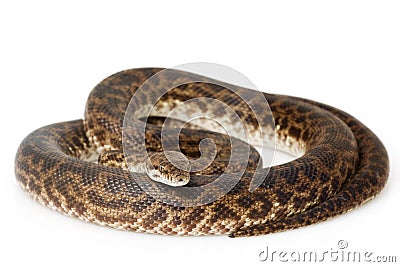 Spotted Python Stock Photo