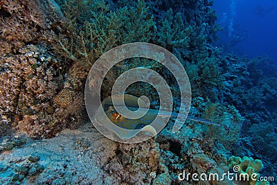 Spotted ray on the drop off - Red Sea Stock Photo