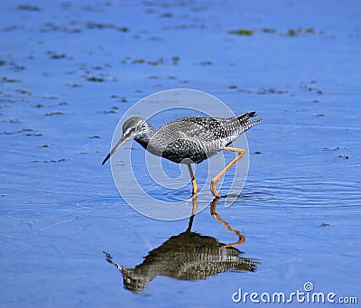 Spotted redshank Stock Photo