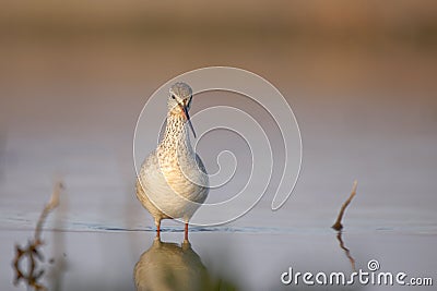 Spotted Redshank (Tringa erythropus). Stock Photo