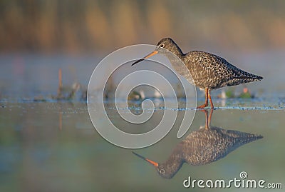 Spotted Redshank - Tringa erythropus Stock Photo