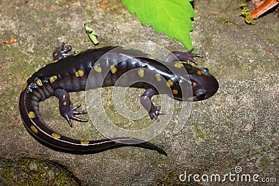 Spotted Salamander (Ambystoma maculatum) Stock Photo
