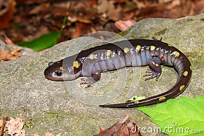 Spotted Salamander (Ambystoma maculatum) Stock Photo