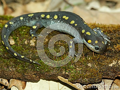 Spotted Salamander Ambystoma maculatum Stock Photo