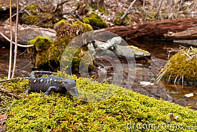 Spotted Salamander Stock Photo
