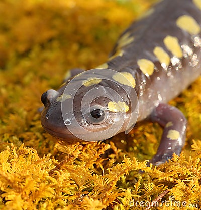 Spotted Salamander Stock Photo