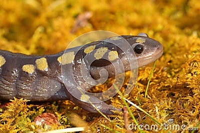 Spotted Salamander Stock Photo