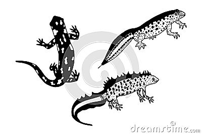 Spotted Salamander, Filamentous Newt, Crested Newt. Vector stock illustration eps10. Hand drawing, outline. Isolate on a white bac Vector Illustration