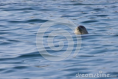 Spotted seal Phoca largha in nature. Seal looking from water, head and cute face with mustache are visible. Wild marine mammal swi Stock Photo