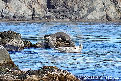 Spotted seals largha seal, Phoca largha laying on coastal rocks. Wild spotted seal sanctuary. Calm blue sea, wild marine mammals Stock Photo