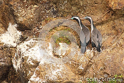 Spotted Shag Pair Stock Photo