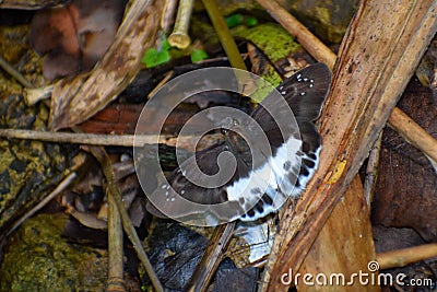 Spotted snow flat resting on ground Stock Photo