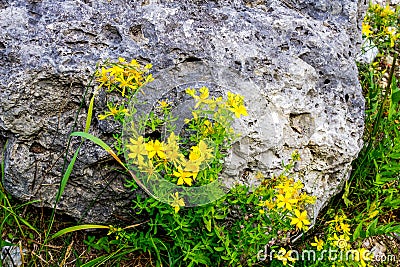 Spotted St. Johns Wort Stock Photo