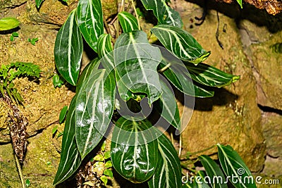 Spotted stalked peperomia or Peperomia Maculosa plant in Zurich in Switzerland Stock Photo