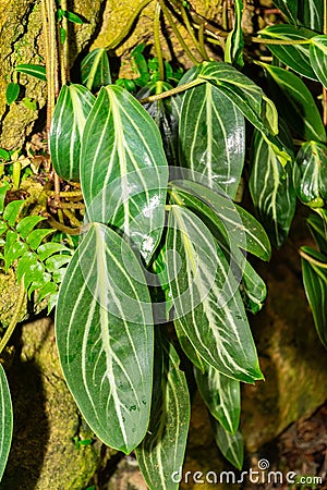 Spotted stalked peperomia or Peperomia Maculosa plant in Zurich in Switzerland Stock Photo
